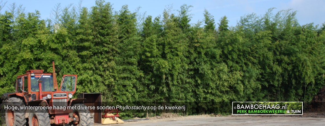 Hoge wintergroene haag met diverse soorten Phyllostachys op de kwekerij Hoge wintergroene haag met diverse soorten Phyllostachys op de kwekerij